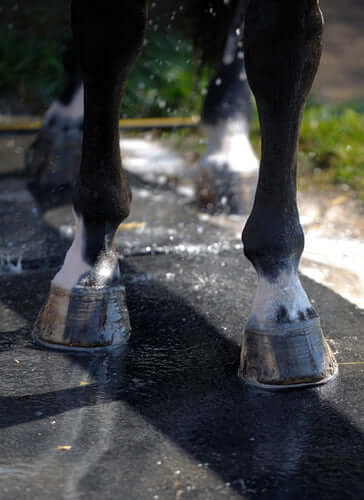 Horse Stall Vs Gym Mats