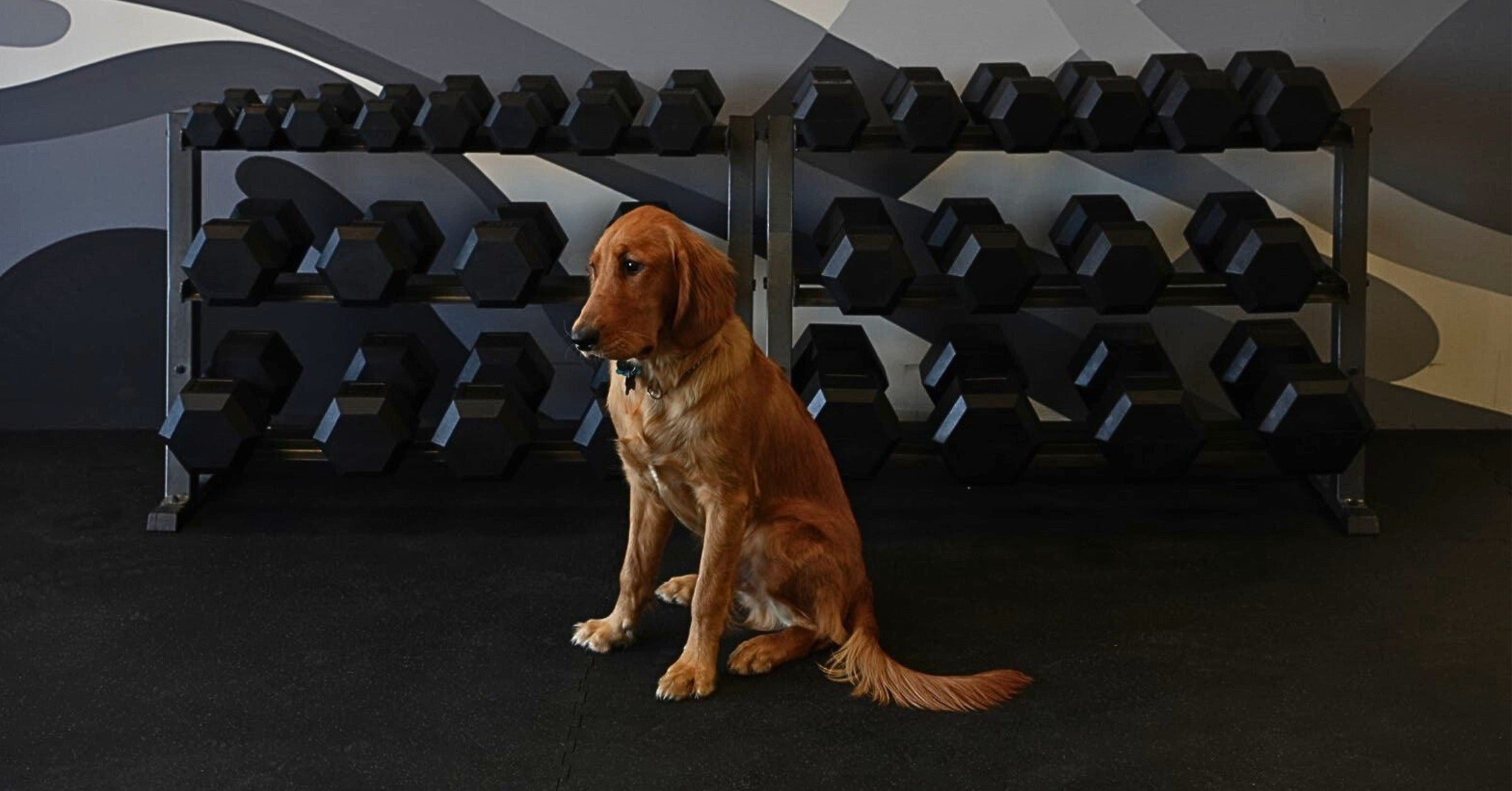 Pet-Proof Your Home with Durable and Stylish Rubber Flooring